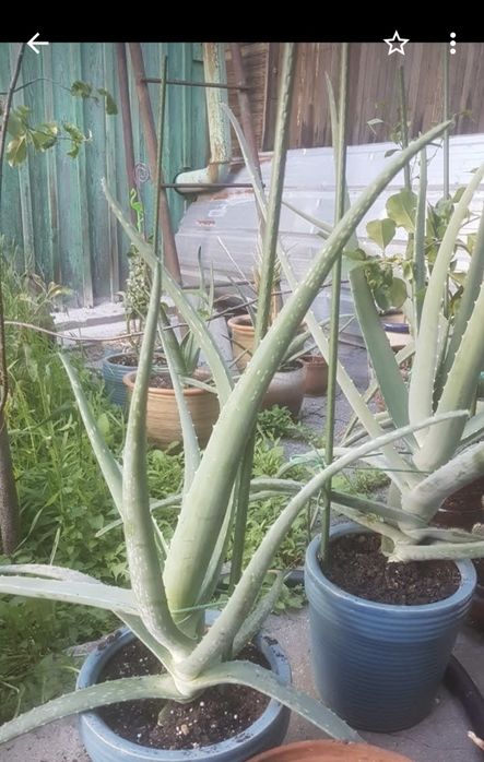 Продам алоэ вера