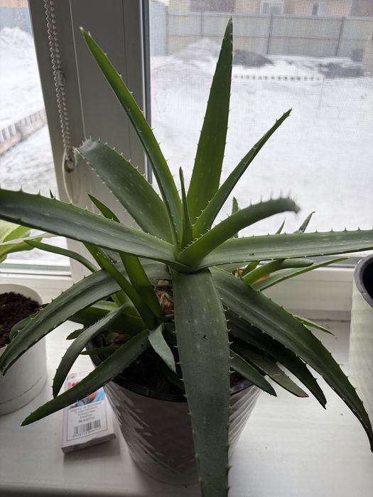 Продам комнатные цветы