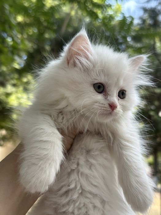 Skotish fold va Skotish strayt mushuklar sotiladi!!! Arzon narxda 50$