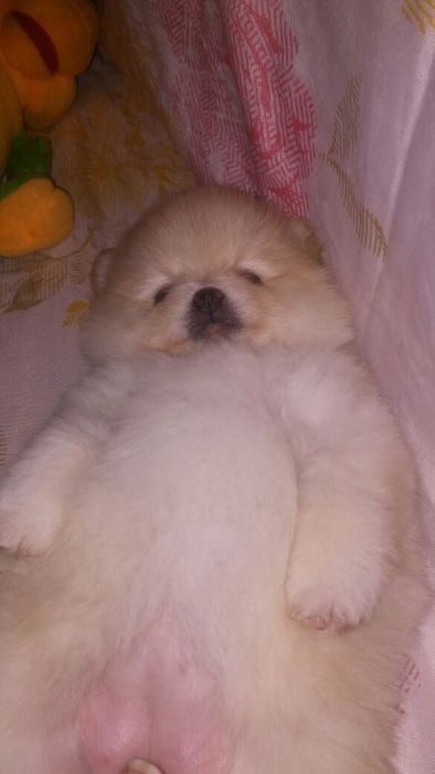 Продам щенков шпица