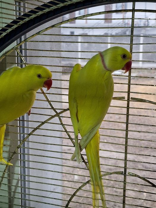 Papagali micul Alexandru