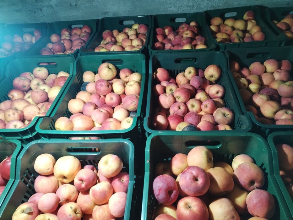 Mere Florina de vânzare.