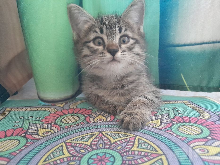 Котята бесплатно в надёжные руки