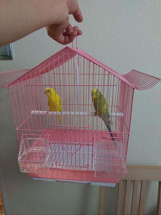 Попугайчики клетка корм минералы