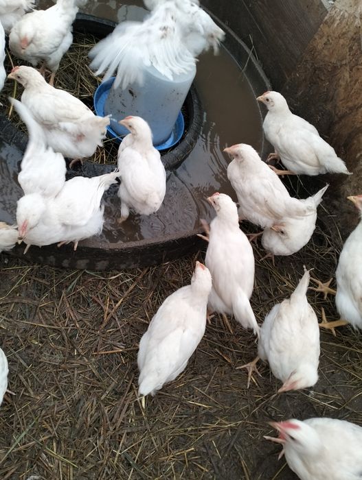 Vând pui Podari ...