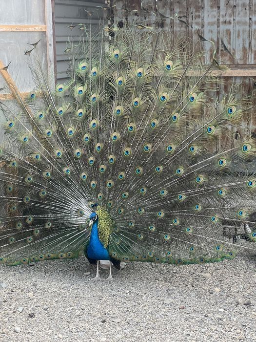 Pauni maturi 25 varietati de culoare