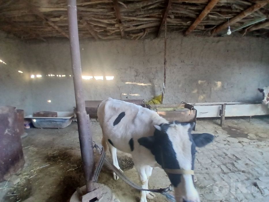 Gulojin sotiladi