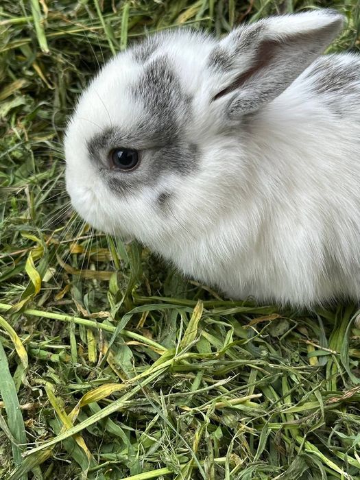 Quyon bolalari sotiladi 1 oylik