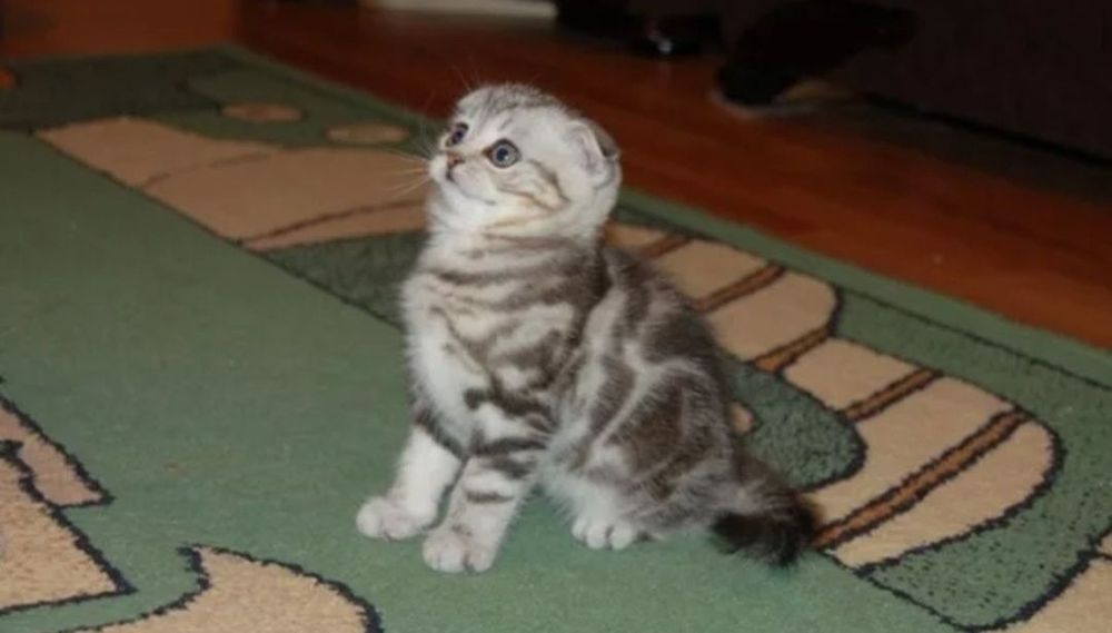 Котята шотландские
