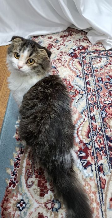 Кошку продам скоттиш-фолд