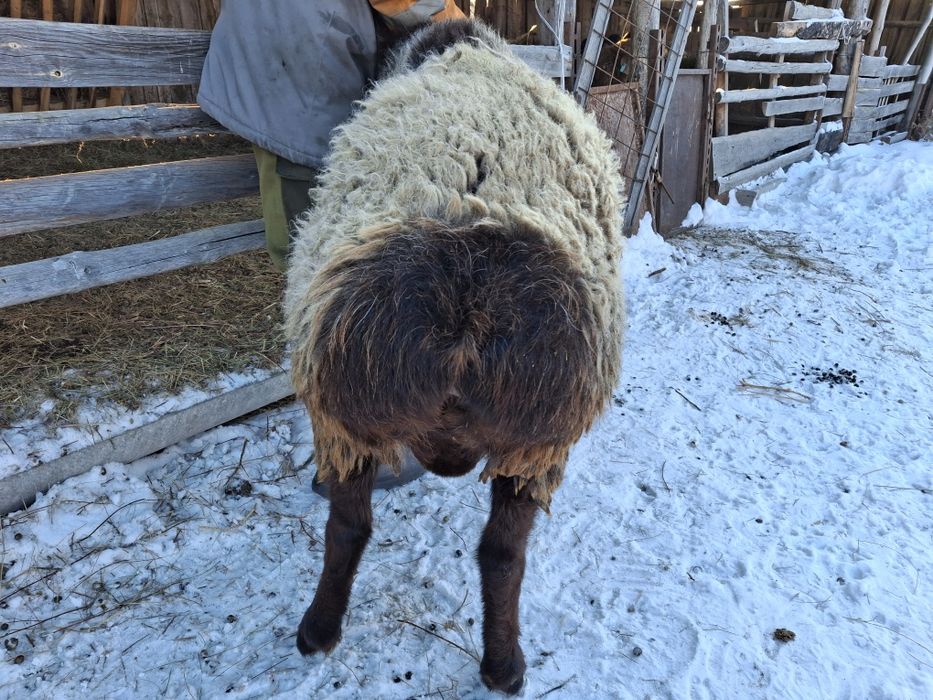 Продам кошкара гисарской пароды