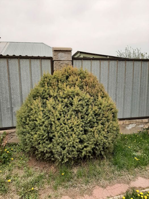 Продам ели тяньшан