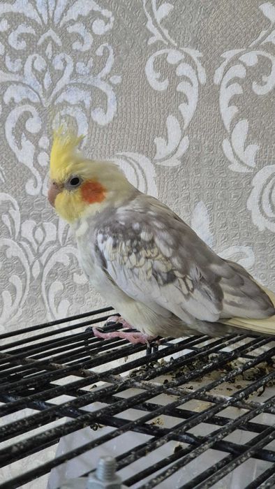 Продам попугаев породы Корелла