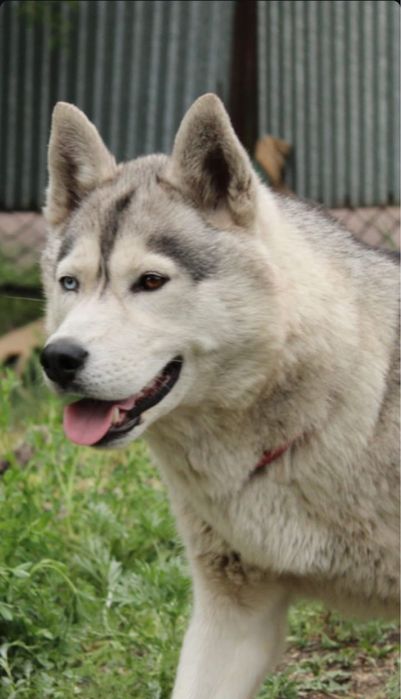 Пропала собака г. Шахтинск, собака хаски