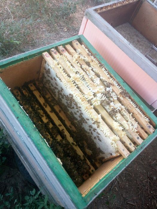 Пчелы, улики,суш, рам детали,воск,