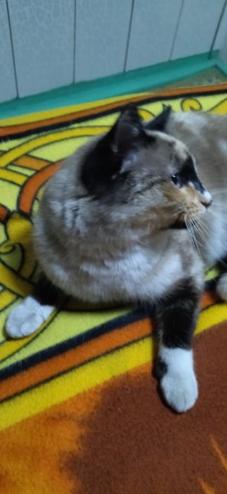 Кошечка в добрые руки