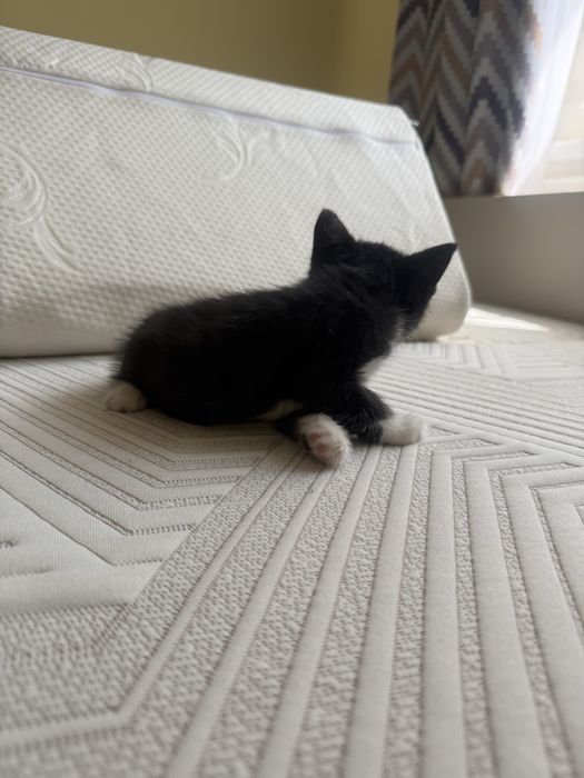 Отдам котят в хорошие руки, все девочки