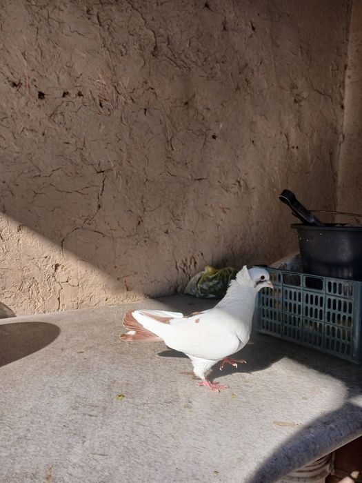 kabutar sotiladi par