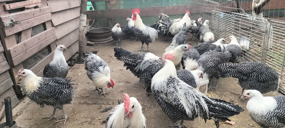 Vând cocoși din rasa Brakel Argintiu..