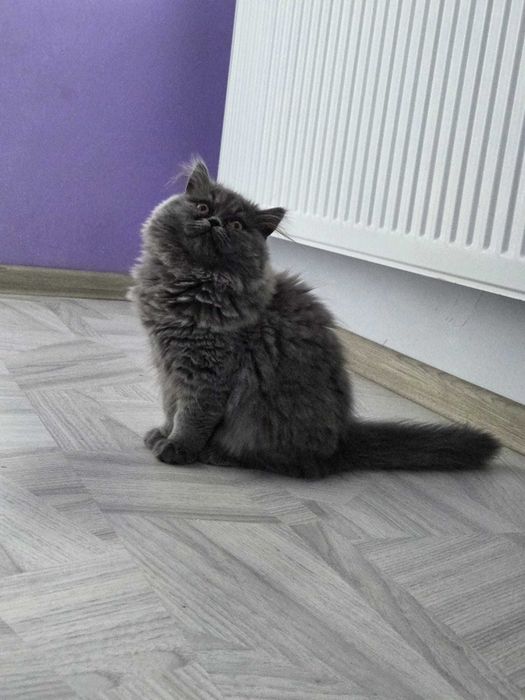 Женско персийско коте