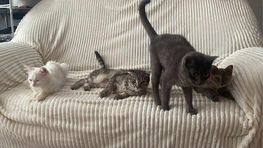 Отдадим котиков!