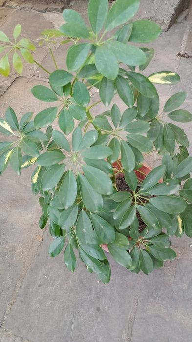 Млади олеандри, Здравец,алое, детелина, чемшир,хлорофитум, бегония, па