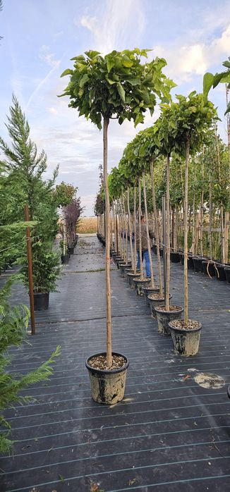 Mestecan pendular,catalp,prunus,tei,artar etc.