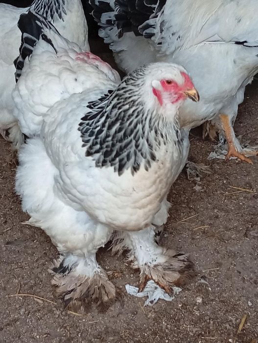 Vând ouă pentru incubat