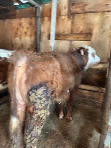 продам 3 бычка с откорма