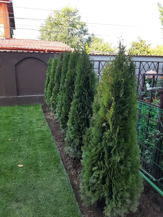 Vând Mesteacan, Tei Artar Frasin Stejar Paltin