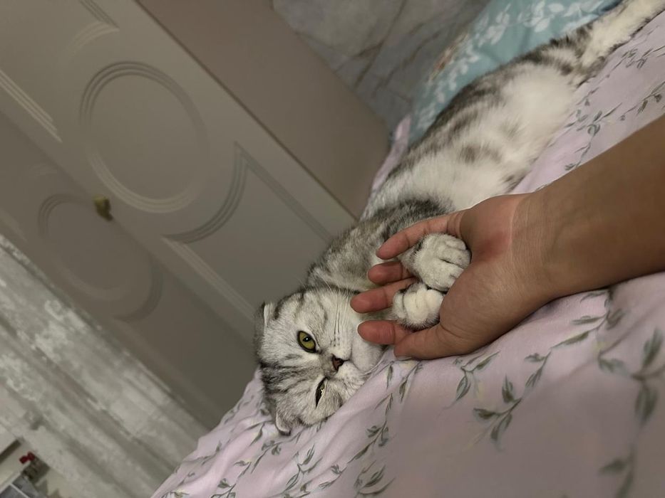 Продам кошку вислоухий