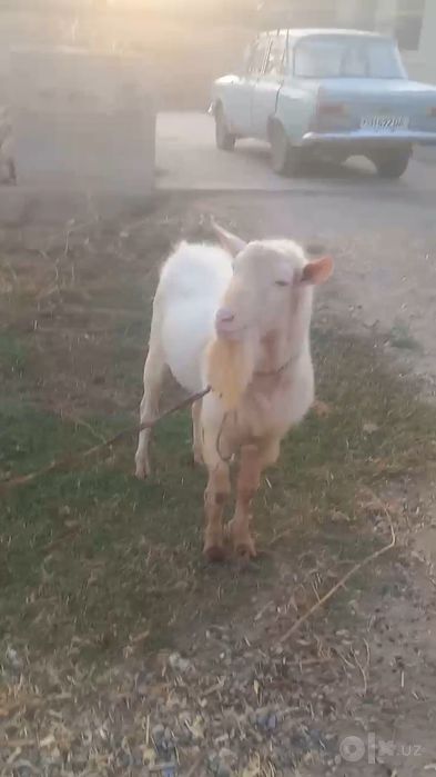 Avstraliya zotli oq taka erkak