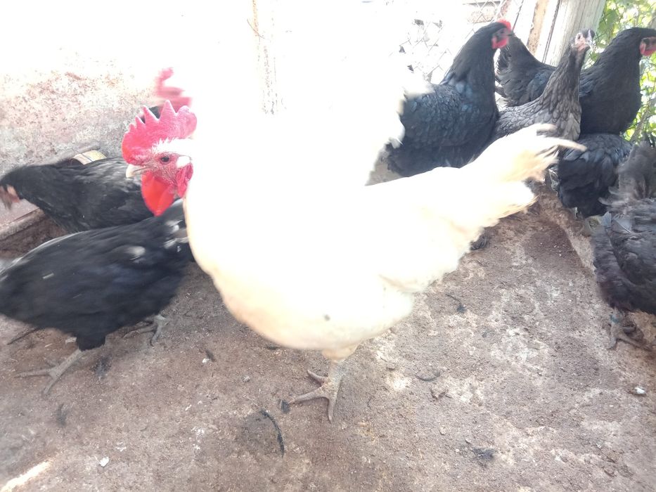 Австролорп Черен, син кокошки 8месеца