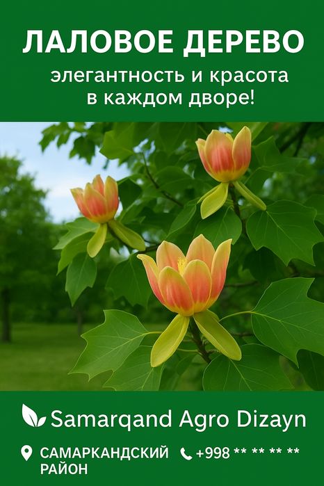 “Samarqand Agro Dizayn” kompaniyasi tomonidan Лоловое дерево (Lola dar