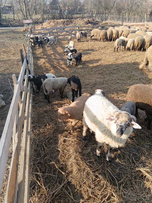 Oi de vânzare cu miei