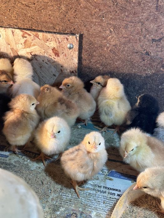 Продаются Цыплята