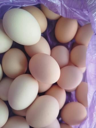 Продаю домашние яйца