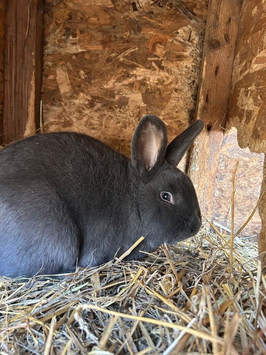 Pereche iepuri vienez