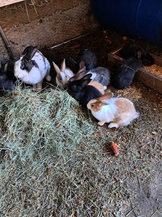 Vand iepuri hycole francez