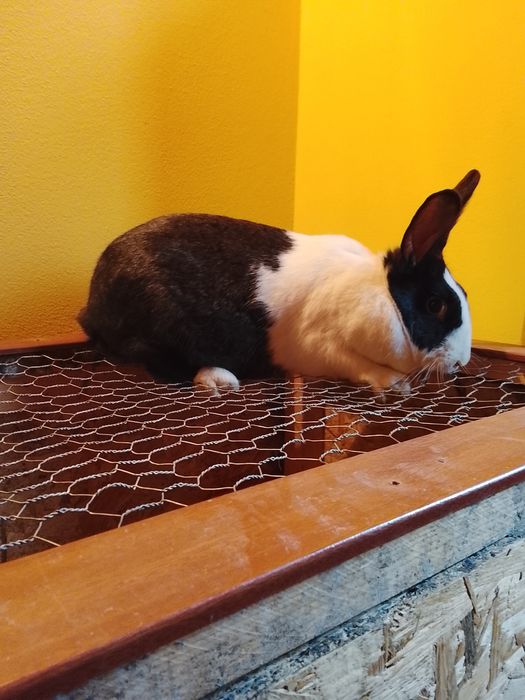 Iepure hycole francez femelă