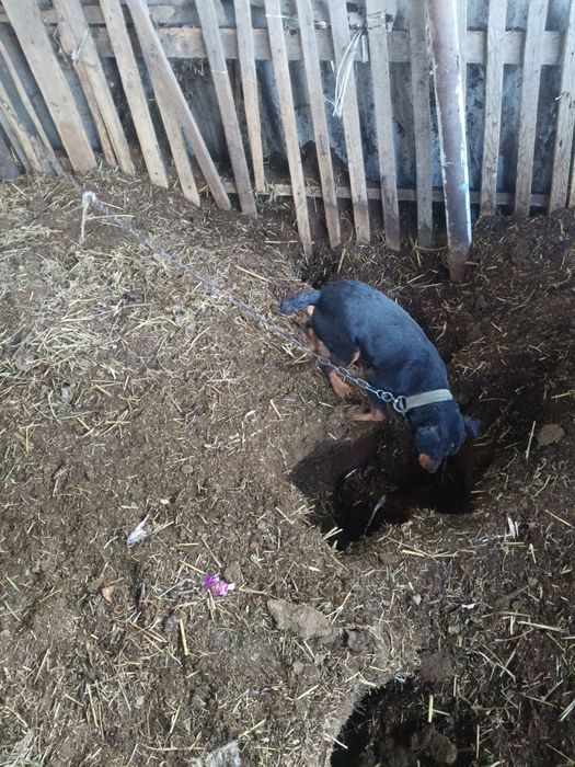 Ягдтерьер кабель