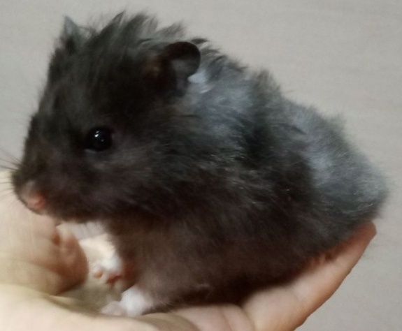 Хомяки домашние,здоровые