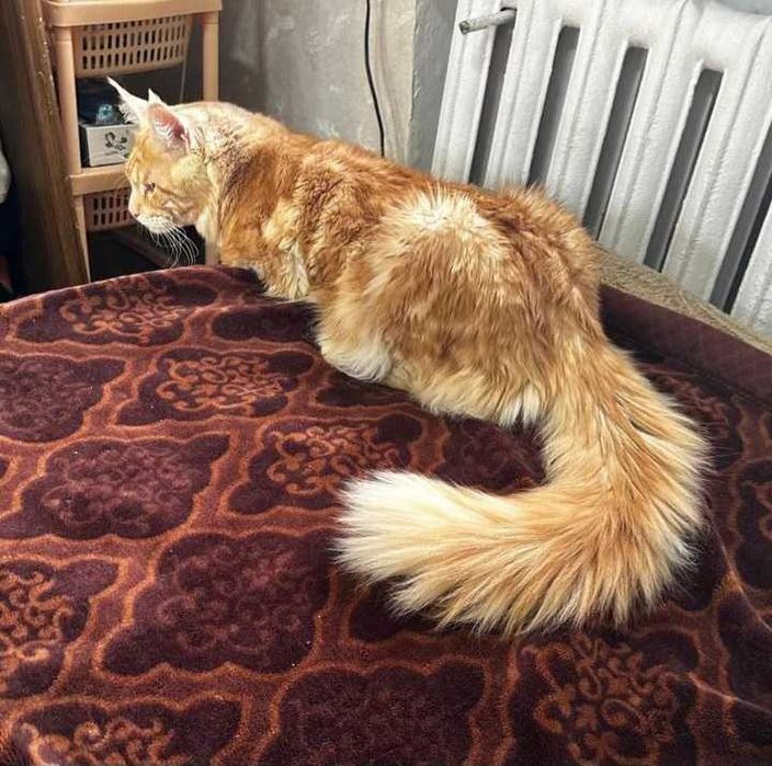 Кот Мейн-кун. Вязка.