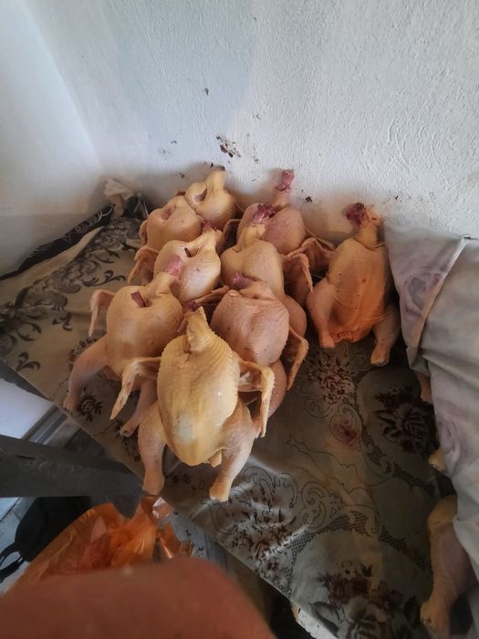 Домашние курица,