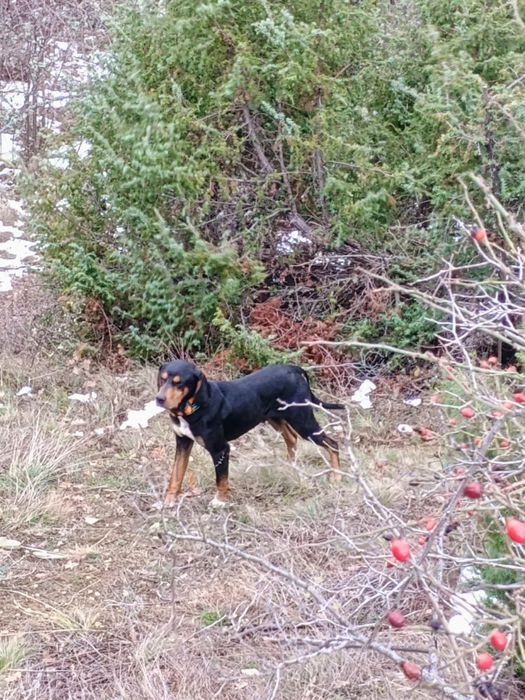 Лудогорско гонче