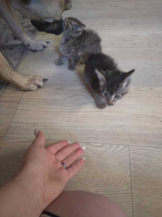 Отдам котят в добрые руки