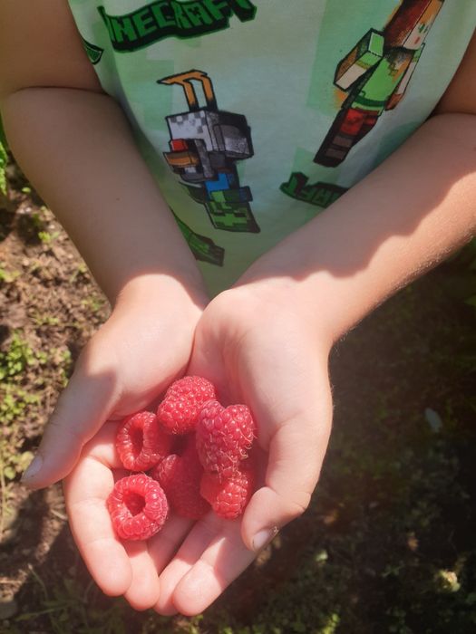 Zmeură Bio proaspătă-Direct de pe plantație la tine acasa
