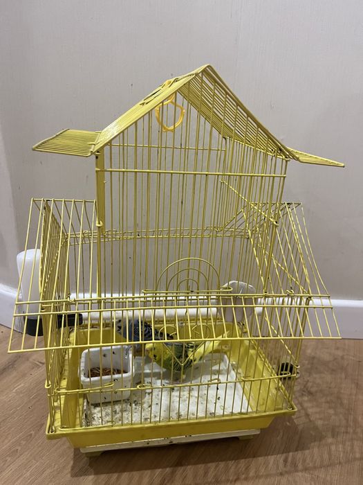 Продаются два папугая!