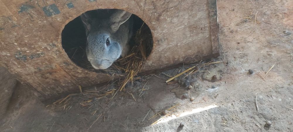 Продам кроликов.