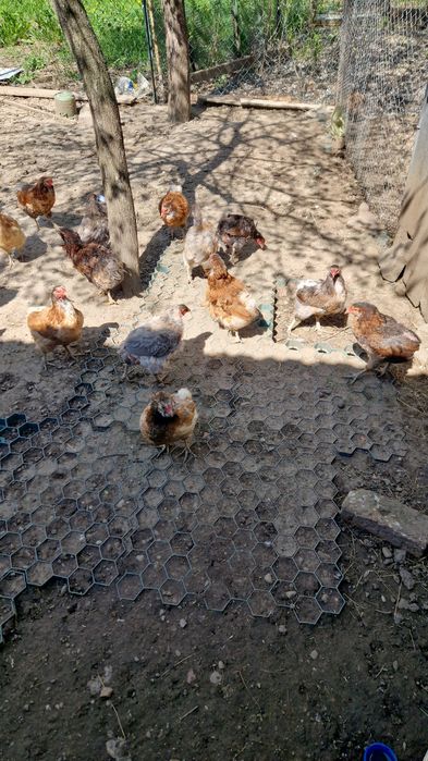 Vând gaini araucana